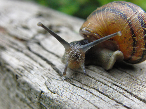 Un escargot.