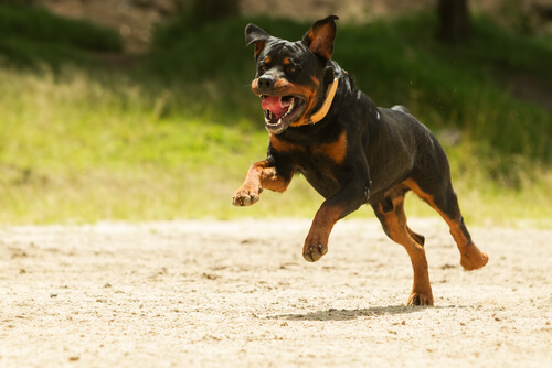 Ley de perro potencialmente peligroso: rottweiler
