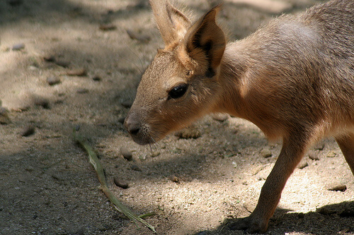 Mara o liebre patagonica