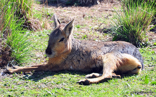 Mara o liebre patagonica