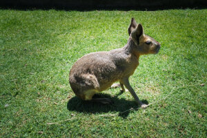 Mara o liebre patagónica: características, comportamiento y hábitat