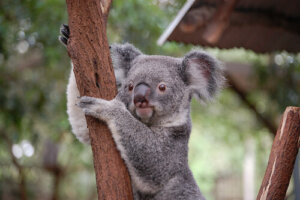 ¿Qué son los marsupiales?