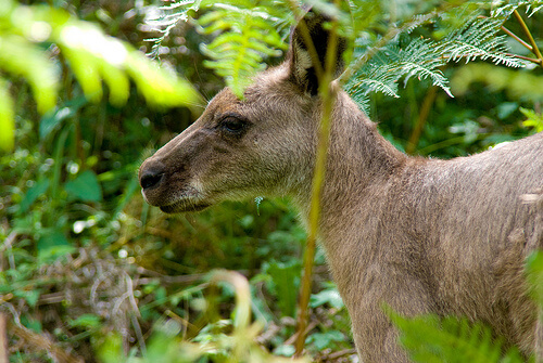 Kanguro