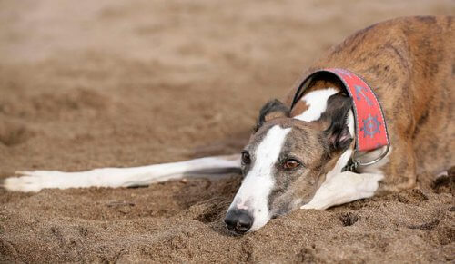 Martingale para galgos: ¿son buenos o malos?