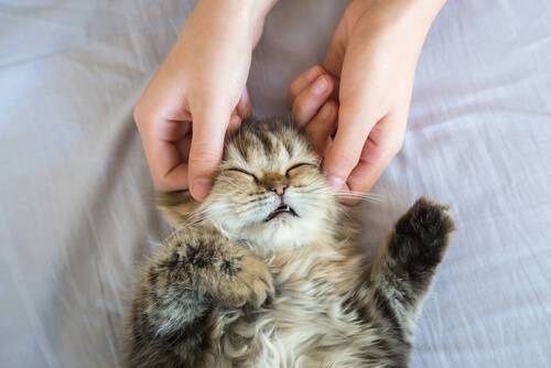 ¿Cómo dar masajes a tu gato?