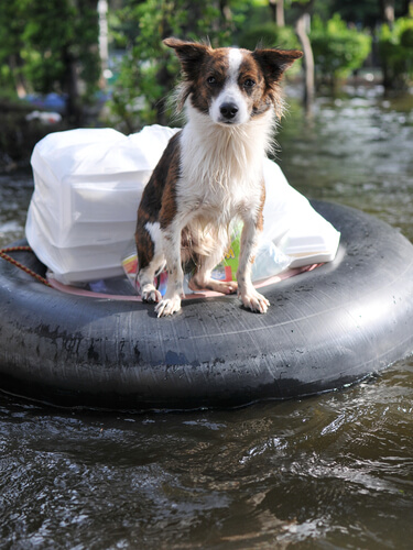 Mascota en diluvio