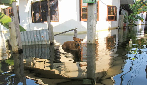 El cuidado de tu mascota en inundaciones