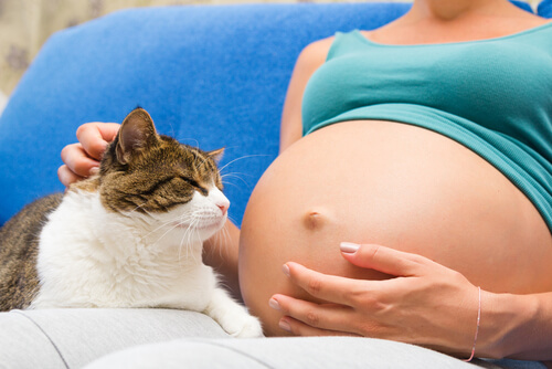 Las mascotas durante el embarazo