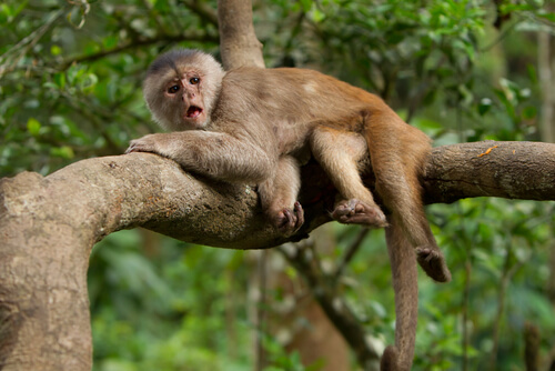 Mono capuchino en una rama