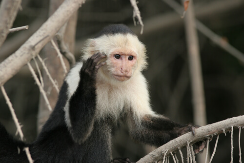 Mono capuchino: características, comportamiento y hábitat