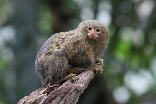 Mono tití: características, comportamiento y hábitat