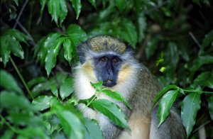 La increíble comunicación animal del mono verde
