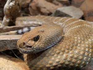 Problemas en la muda de las serpientes