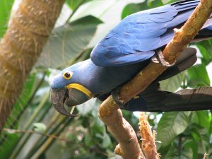 Estado del plumaje y muda en loros