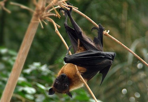 ¿Los murciélagos son peligrosos para las personas?