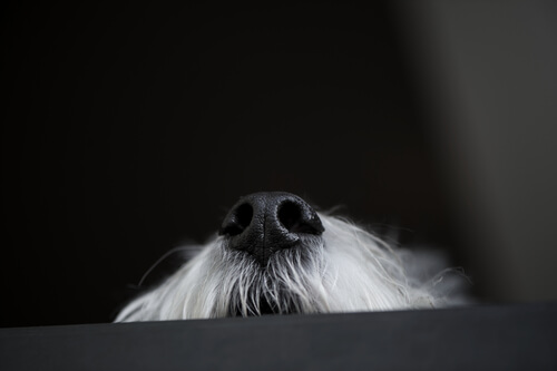 Olores desagradables para perros