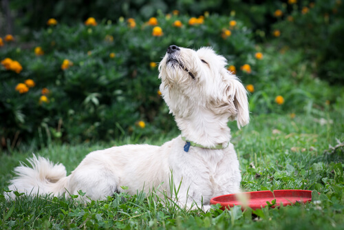 5 olores desagradables para perros