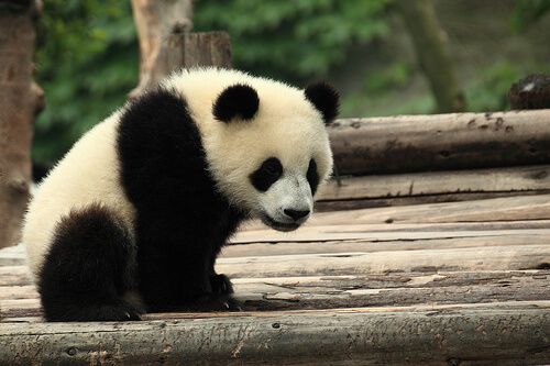 El oso panda en China, símbolo de cultura y tradición