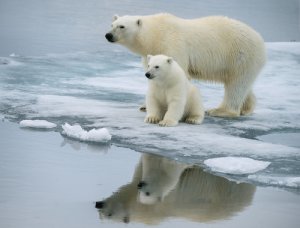 Oso polar: características comportamiento y hábitat