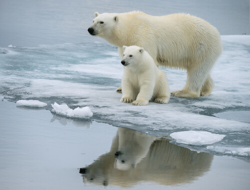 Oso polar: características comportamiento y hábitat — Mis animales