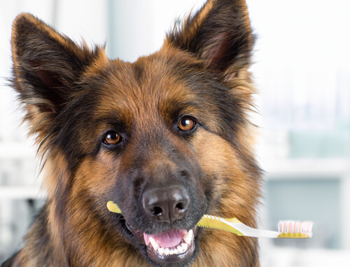 German Shepherd holding a toothbrush in its mouth
