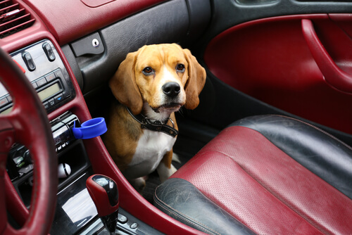 Perro en el asiento delantero del coche