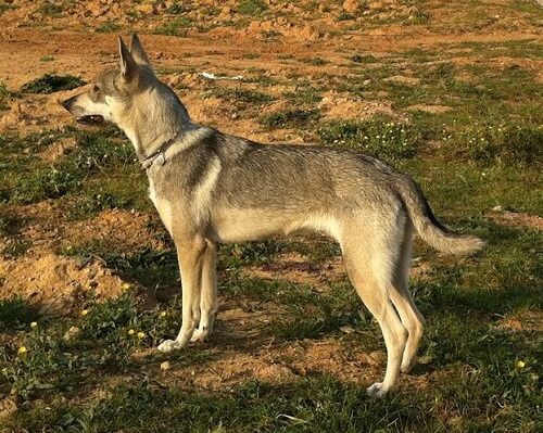 Perro lobo herreño