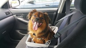 ¿Tu perro se marea en el coche? ¡Evítalo!