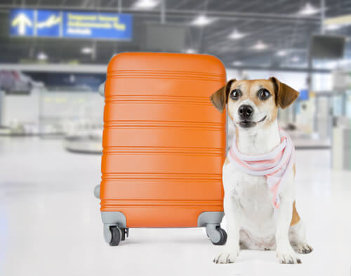 Perros en la bodega de un avión: maleta