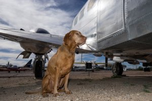 En segundo lugar fluir prefacio Perros en las bodegas del avión - Mis Animales