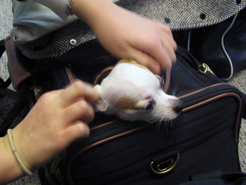 Perros en la bodega de un avión: sufrimiento