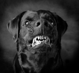 Perros violentos: ¿instinto o educación?