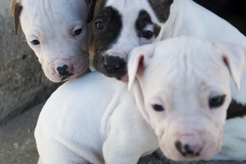 Perros violentos: ¿instinto o educación? factores.