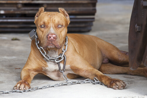Perros violentos: ¿instinto o educación? Maltrato.