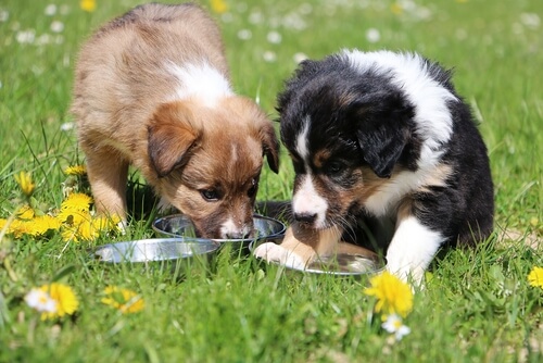 Piensos para perros por edad