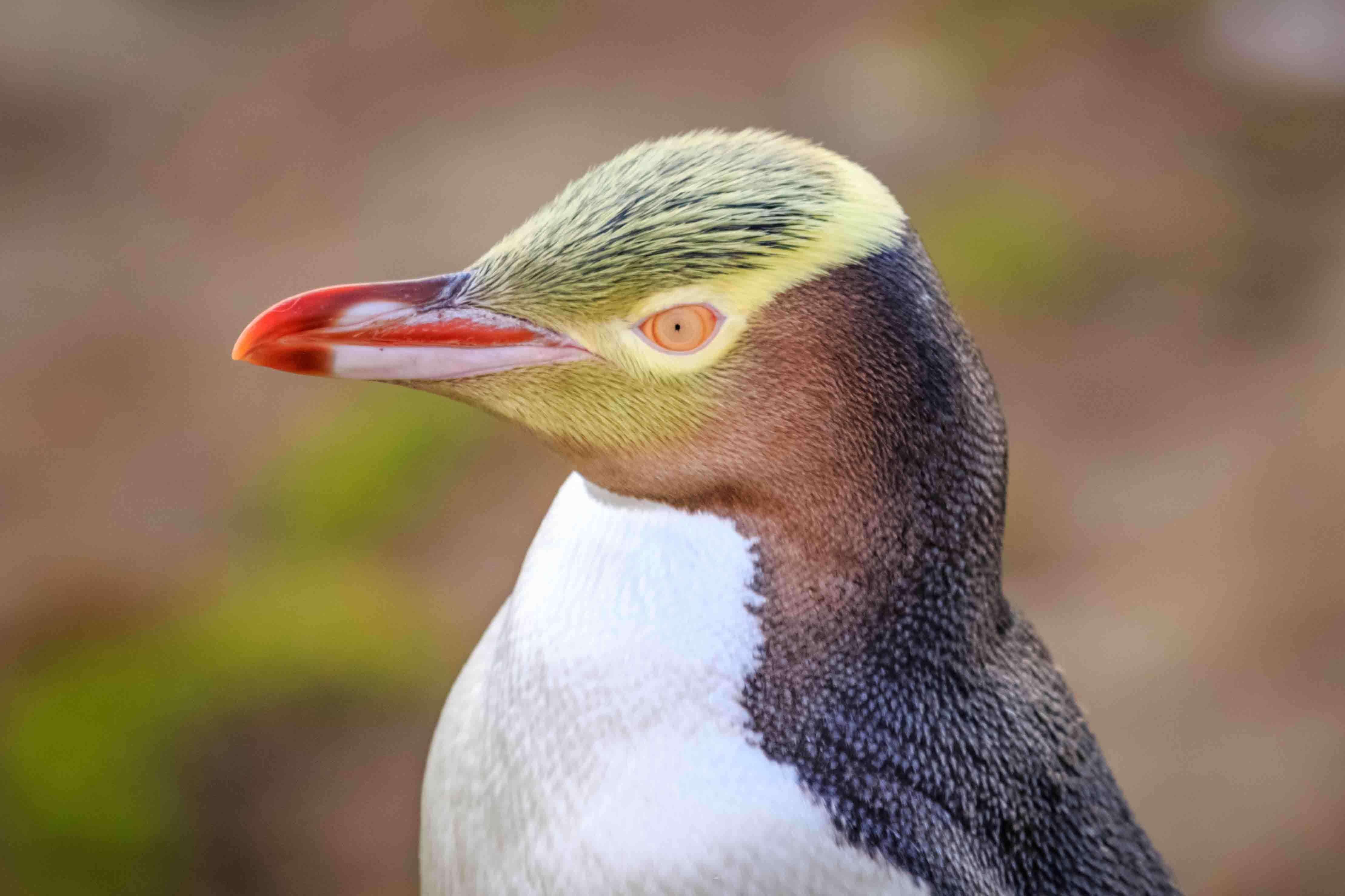 Pingüino ojo amarillo nombre