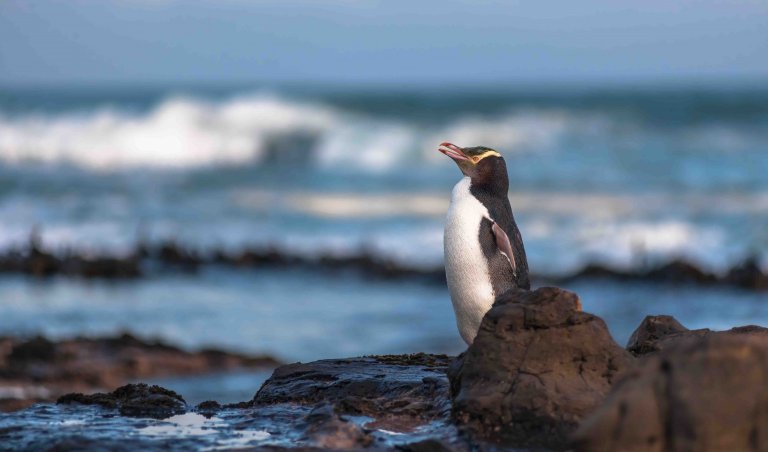 El pingüino que está en peligro por la pesca