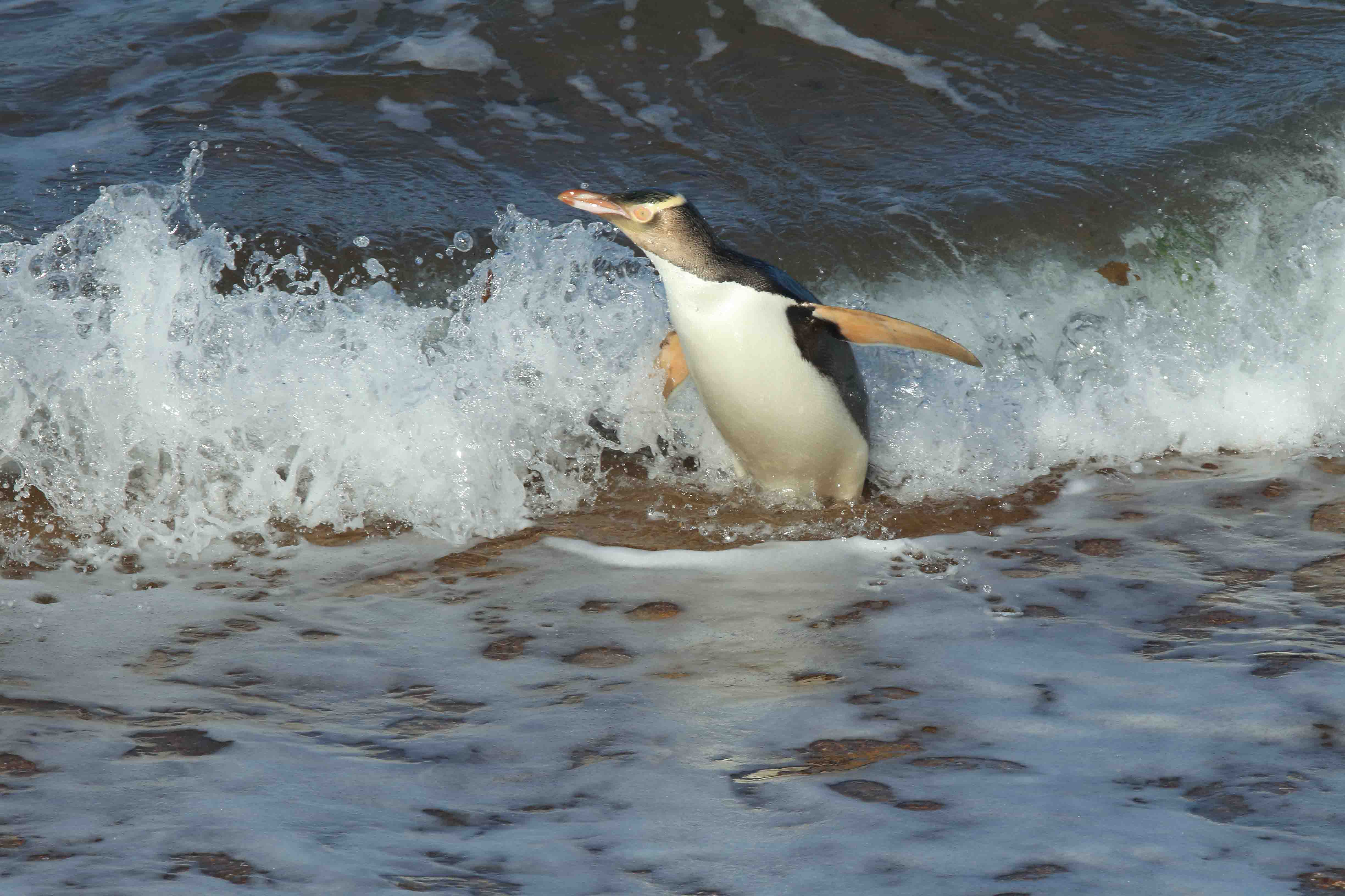 Pingüino ojo amarillo pesca