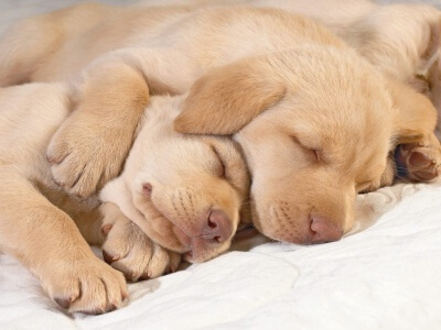 Cachorros durmiendo