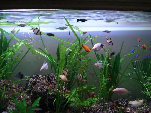 ¿Cómo elegir las plantas para tu acuario?
