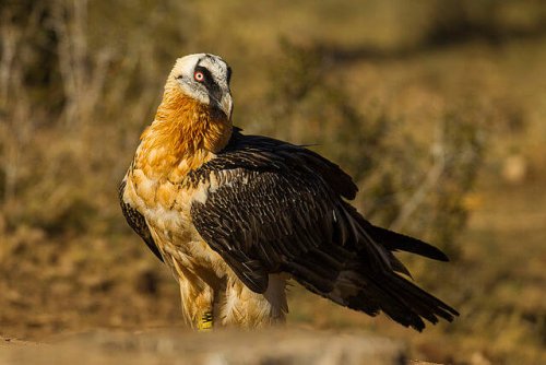 Quebrantahuesos: características, comportamiento y hábitat