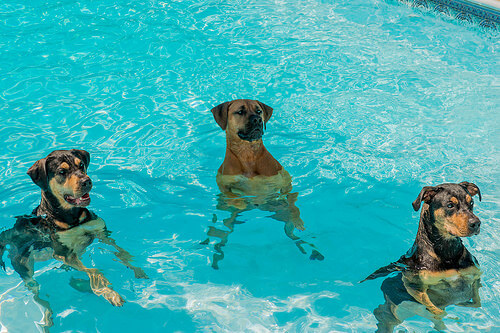 ¿Cómo quitar el miedo al agua en perros?