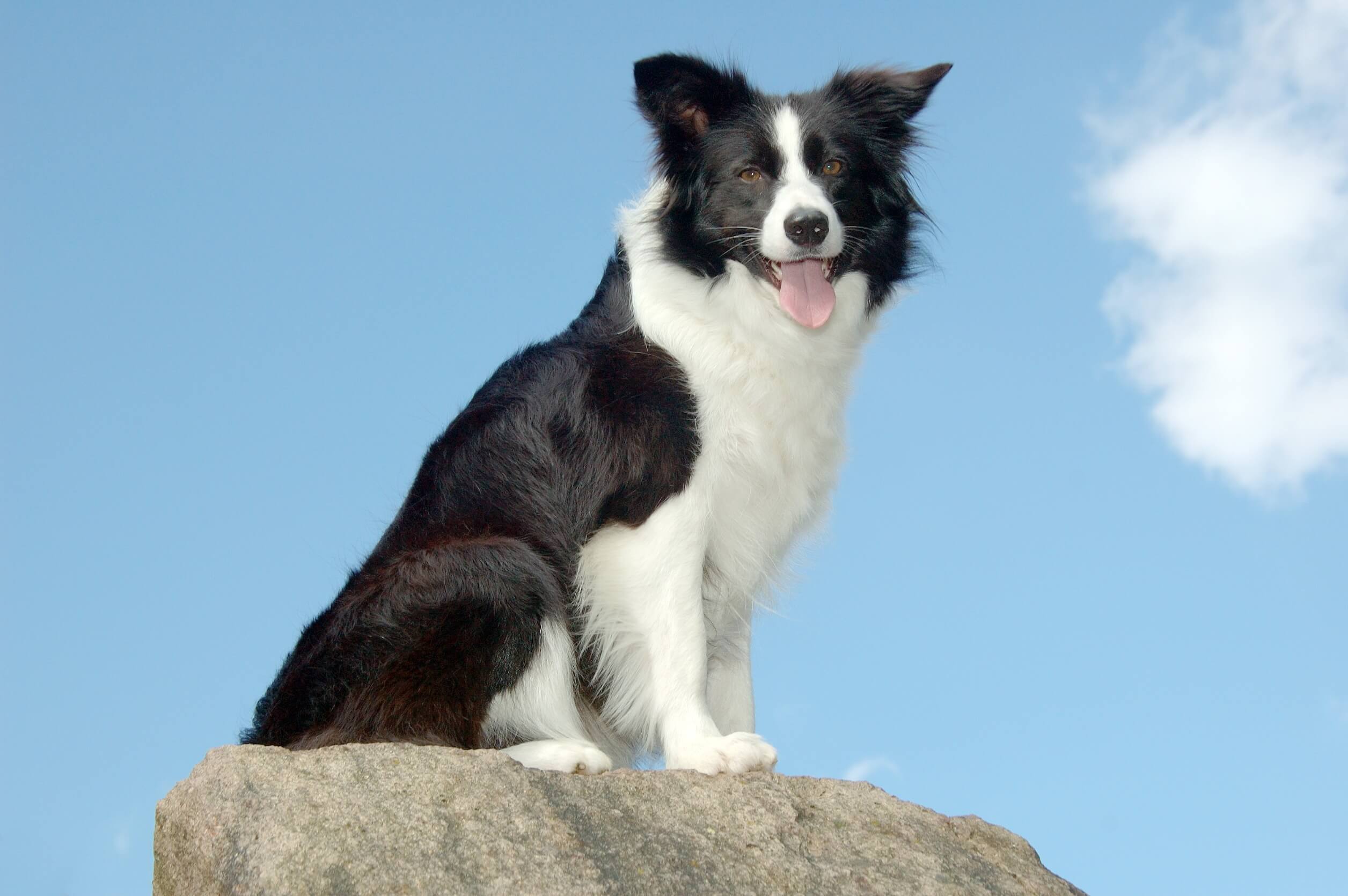 son collies y border collies lo mismo