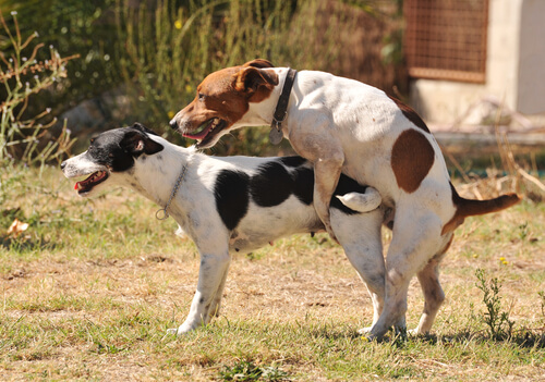 Satiriasis canina: síntomas