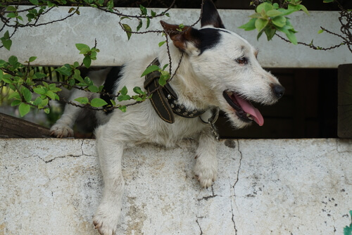 se escapa perro de casa