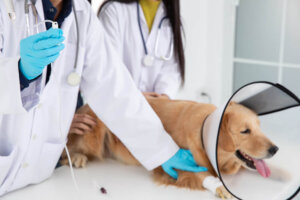La luxación de cadera en perros: prevención y casos comunes