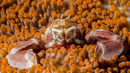 Simbiosis en animales: cangrejo y anémona