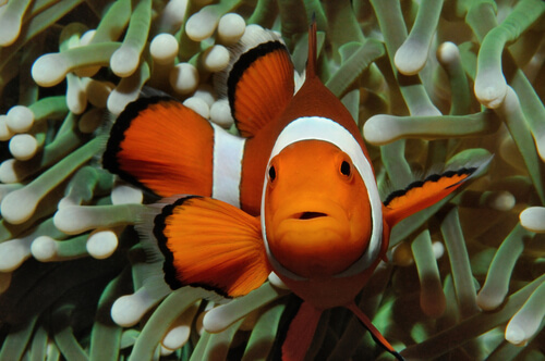 ¿Por qué el pez payaso es naranja?