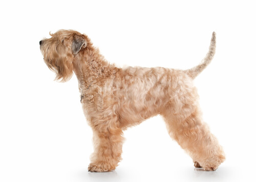 Soft coated wheaten terrier: apariencia