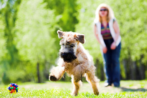 A soft coated wheaten terrier.